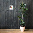 Load image into Gallery viewer, Brown Boy Brainy Poster